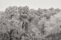 givre-21831  Loire, 2017