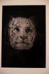 Zur_Aze-69922
