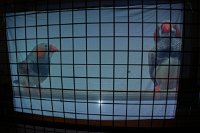 Zur_Aze-71055