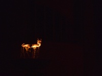 carabosse-111120