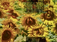 Fahrenheit-96639