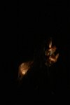 osteorock-26304