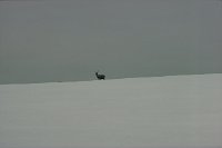 capnord0539