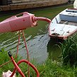 accrorose-39619