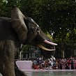 accrorose-40786
