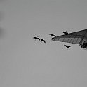 accro2010-64739