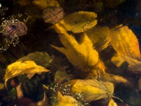 Feuille-21777  Gel 2016