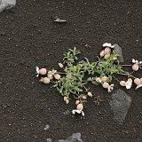 Islande-138680