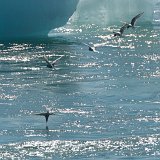 Islande-139381