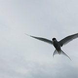 Islande-141514