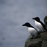 oiseaux2012