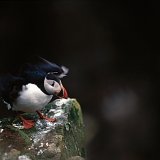 oiseaux2014