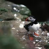 oiseaux2024