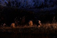 LucieLom_reveurslaval-33346