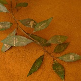 iledaix-73583