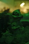 lucielom-126181